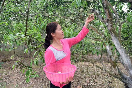Chị Nguyễn Thị Vân chọn hoa bưởi chua để thụ phấn chéo cho giống bưởi Khả Lĩnh.
